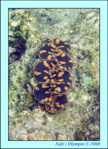2008 - 07 - Perhentian - 016